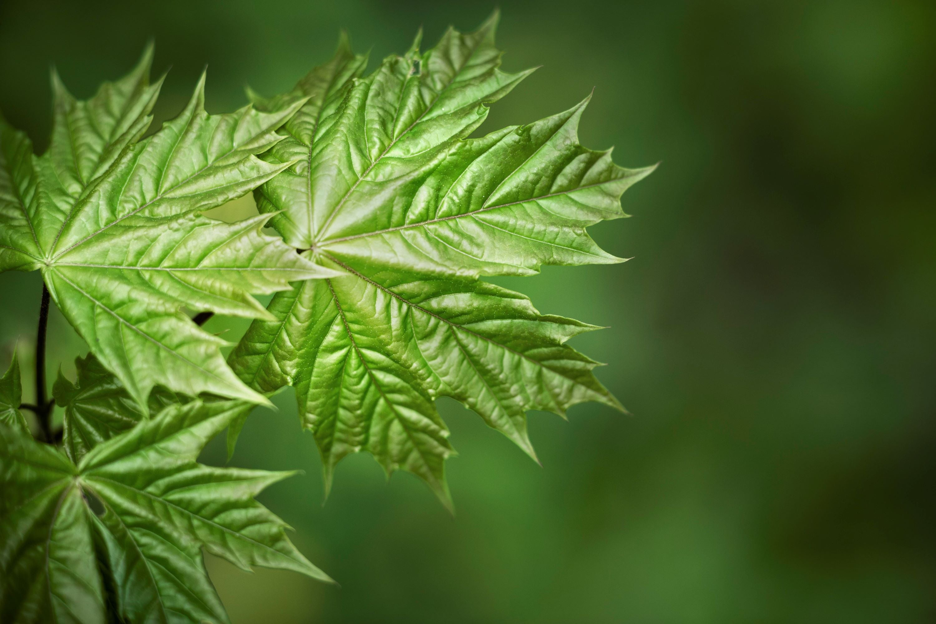 Why Neem is the Perfect Ingredient for All Skin Types?