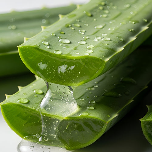 Aloe Vera Leaf Extract