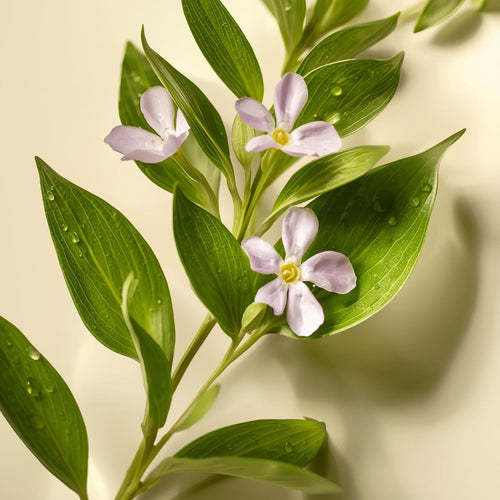 Bacopa Monnieri (Brahmi Extract)