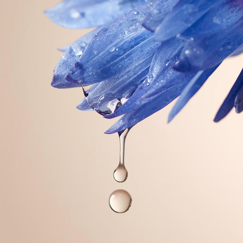 Centaurea Cyanus Flower Extract