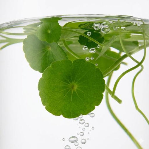 Centella Asiatica Extract
