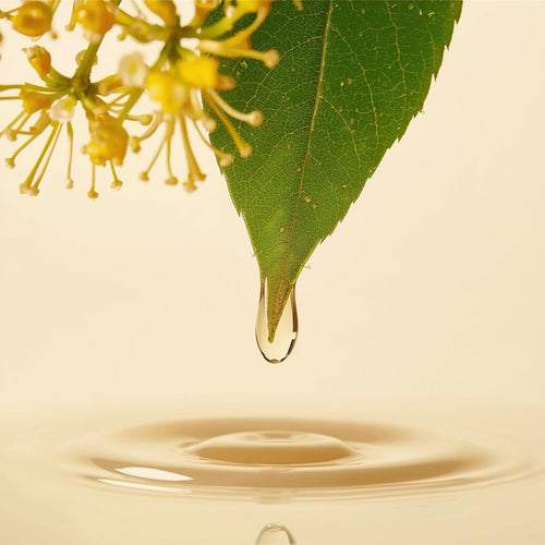 Witch Hazel Extract