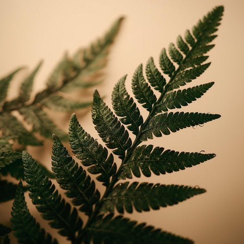 Black Fern Extract 