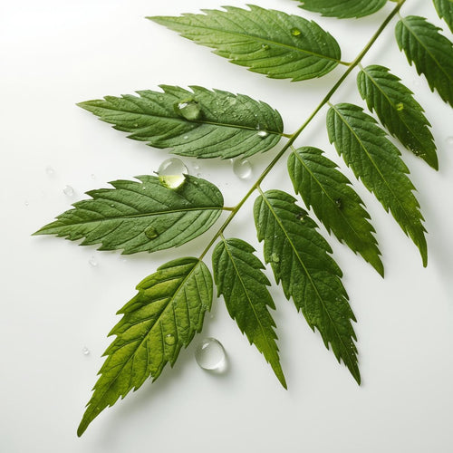 Neem Leaf Extract