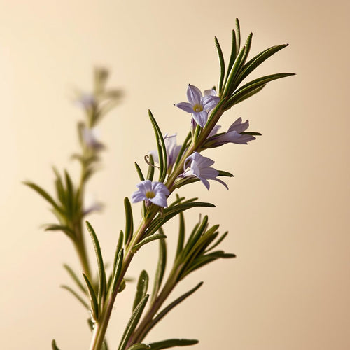 Rosemary Extract